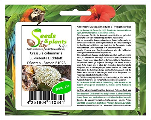 Stk - 10x Crassula columnaris Sukkulente Dickblatt Pflanzen - Samen B1028 - Seeds & Plants Shop by Ipsa