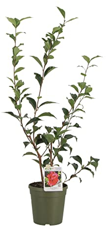 KENTIS - Camellia Japonica 'Black Magic' - Echte Pflanzen für den Außenbereich - Blühende Pflanze für den Garten, Balkon und Terrasse - H 70-90 cm Topf Ø 17 cm