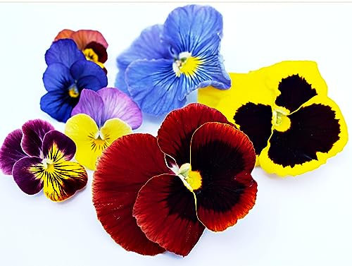 Pansy Plants, 'Mixed Colours' Pansy Mix, 20 x Full Plants Package, Winter Bedding Plants, Winter Pansies, Garden Ready and Ready to Plant, Premium Quality Flowers
