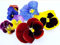Bedding Plants - 'Mixed Colours' Pansy Mix - 20 x Full Plants Package - Pansy Plants - Pansies - Premium Quality Pansies