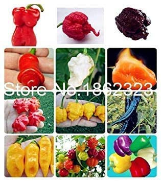 50 Pcs Organic Vegetable Chilli Sweet Paprika Chili Bonsai Bonsai Home Garden Plants Indoor Plants SeedsVegetable Seedss: 24: Only Seeds