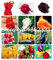 50 Pcs Organic Vegetable Chilli Sweet Paprika Chili Bonsai Bonsai Home Garden Plants Indoor Plants SeedsVegetable Seedss: 24: Only Seeds