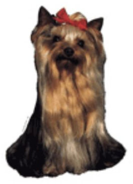 World Stickers Schwandt Heimtierbedarf 12141 Aufkleber 4 Stück ca. 80 x 80 mm für Warnschild Yorkshire Terrier Kopf