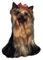 World Stickers Schwandt Heimtierbedarf 12141 Aufkleber 4 Stück ca. 80 x 80 mm für Warnschild Yorkshire Terrier Kopf