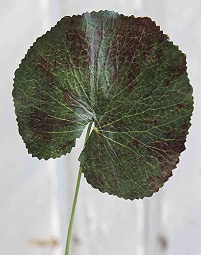 artplants.de Kunst Geranien Blatt HEIDEGARD, grün-rot, 38cm, Ø11cm - Künstliche Geranie