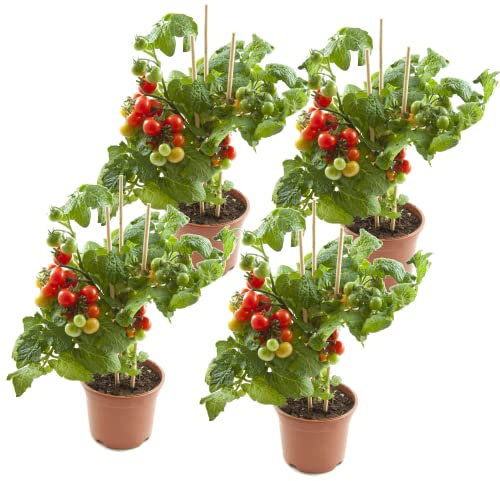 Tomateras Naturales - Pack 4 Plantas - Plantas de Tomates Naturales
