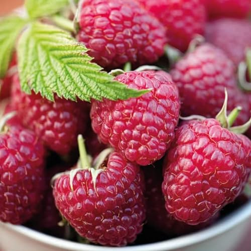 Herbstliche Rote Himbeere 2L Garten Pflanze mit Schönen Blüten - Die Perfekte Dekoration für Ihr Grundstück - Für Anfänger und Professionelle Gärtner - Leckeres und Gesundes Obst