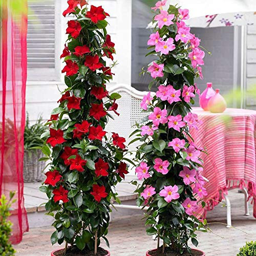 Semillas de Mandevilla Sanderi 100 Piezas – Planta Trepadora Perenne con Flores Aromáticas y Coloridas para Jardines, Terrazas y Macetas (Multicolor)