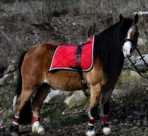 Antik Schabracke Set Cosima Schwalbenschwanz Barock Show Minishetty Shetty Rot Lila Weiss Wollweiss Tysons Set (Shetty, ROT)