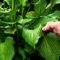 Riesen Hosta Pflanze Samen Funkien Pflanze Winterhart Bodendecker MehrjäHrig Gartenpflanzen Herbst Deko GrüNpflanzen Blumensamen Funkien Kaufen Funkien Kaufen Blumen Deko Geschenk 20 Hostas Saatgut