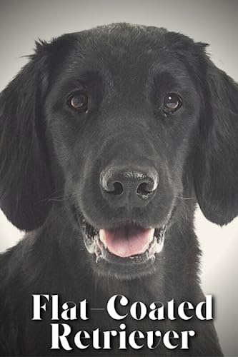 Flat-Coated Retriever: Dog breed overview and guide