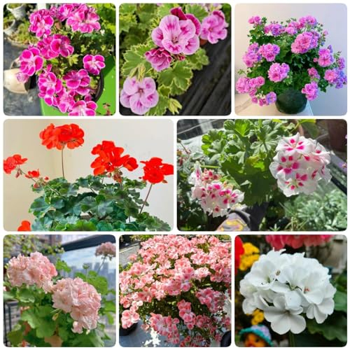 90 pcs geranien samen mehrjährig - garten samen winterfeste pflanzen für balkon geranie,Pelargonium hortorum, gewächshaus balkon blumendeko blumen balkon pflanzen winterfest bienen