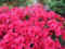 20pcs / bag Japanische Azalee Samen, Rhododendron Azalee, Blumensamen Baumsamen decken Blume 15 Farben DIY Pflanze Hausgarten Bonsai 4