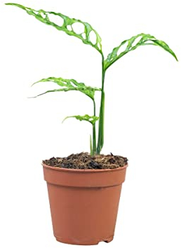 PLNTS - Monstera Obliqua Peru - Zimmerpflanzen, Pflanzen Echt, Nachhaltige Verpackung - 12cm Topf - Höhe 20cm - Direkt von der Gärtnerei