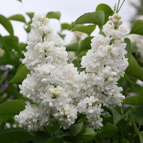 Plant Theory Madame Lemoine Common Lilac Syringa Vulgaris Shrub Plant 3L Pot