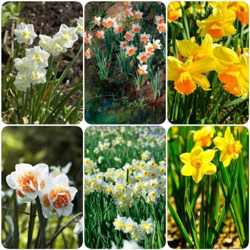 15 pcs narzissen zwiebeln mix - frühlingsblüher zwiebeln bienenweide winterharte balkonpflanzen osterglocken,narzissenzwiebeln,Narcissus blumenzwiebeln winterhart dachbegrünung winterlinge