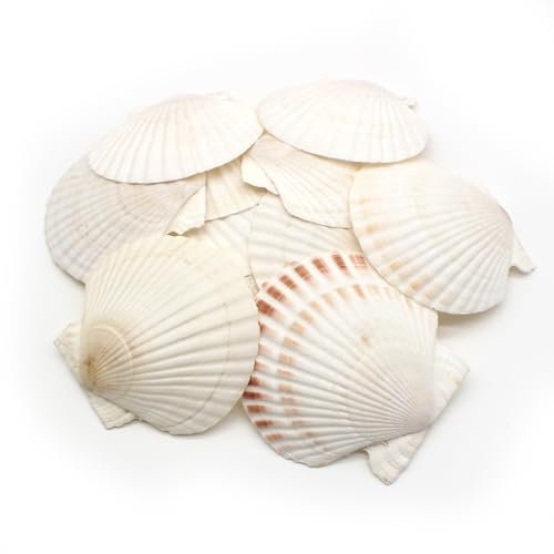 JDBlissful 12PCS Coquillage Décoration, Grande Taille Environ 10-12 cm, Coquille Saint Jacques Vide Shell Scallop Poche de Pétoncle Décoration de Cuisine Assiette Collation Décoration (10-12)