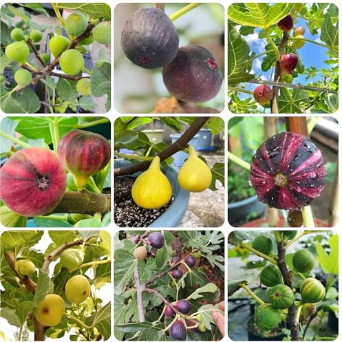 albero di fico semi di fico - fico - Piante da balcone a frutto colonnare, frutta fresca comprare un albero di fico alberi da giardino resistenti, alberi da frutto alberi da frutto, 70pcs
