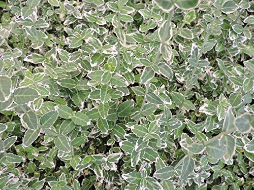 25 Stk. Euonymus fortunei 'Emerald Gaiety' - (Weißbunte Kriechspindel 'Emerald Gaiety'), Topfware 20-30 cm