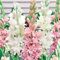 CXXFGFT/Nardos bulbos/Nardos planta/Perenne tolerante al frío/Bulbos de flores exterior raras -4 bulbos-A