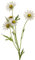Floratexx Kunstblume MARGERITENZWEIG ca 60 cm. Margerite mit 5 Blüten und 2 Knospen. 42009 02