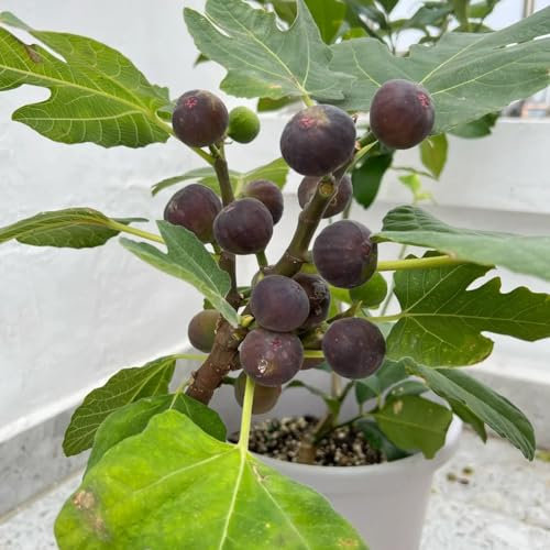 200 pcs feigenbaum winterhart samen, gartenpflanzen, alte sorten saatgut feigenbaum kaufen - Ficus carica - ostergeschenke, pflanzen balkon balkon pflanze, samen balkon bonsaibaum