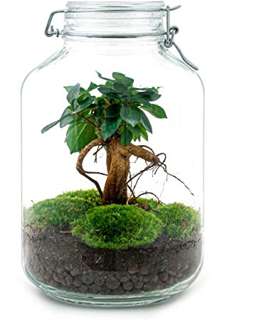urbanjngl - urbanjngl.com - Jar Asparagus - Flaschengarten - DIY Terrarium mit Pflanzen im Glas - Ø 18 cm ↑ 28 cm