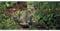 Postkarte PANORAMA +++ GEO von modern times +++ WILDKATZEN * XXL +++ BK.EDITION GEO © Fauna Press/Ardea