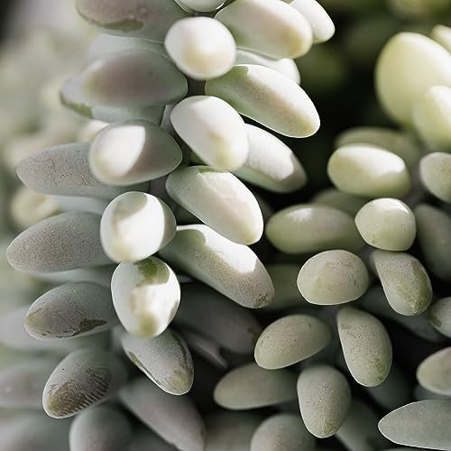 Silver Sedum Rupestre Succulent Seeds - 350 Flower Rock Garden Seed