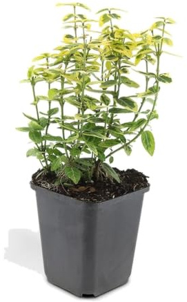 Arbusto Euonymus con Hojas Bicolor, Seto Bajo, Amarillo y Verde, Pack de 6