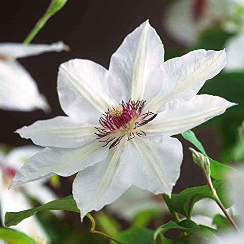 Clematis Hybrid - Clematis Hybrida Flower Seeds, 10 Seeds Home Garden Seeds ing by Heavy Torch, Miss Bateman: Only seeds