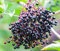 Dehner Holunder Haschberg, weiße Blüten, schwarze Beeren, ca. 40-80 cm, ca. 5 l Topf, Beerenstrauch