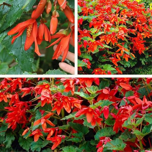 Begonia Bertini (Bertinii) Boliviensis Orange x 1 Corms/Bulbs Cascading Red/Orange Summer Flowers.