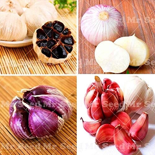 Portal Cool 100Pcs Knoblauch Samen Bio-Saatgut Gemüse Küche Würzen von Speisen