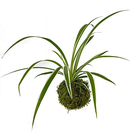 PLANTA NATURAL KOKEDAMA COLGANTE DE CINTA 15CM PERFECTA PARA DECORACION DE INTERIOR