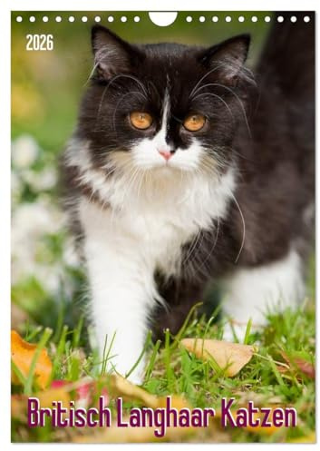 Britisch Langhaar Katzen (Wandkalender 2026 DIN A4 hoch), CALVENDO Monatskalender (CALVENDO Tiere)