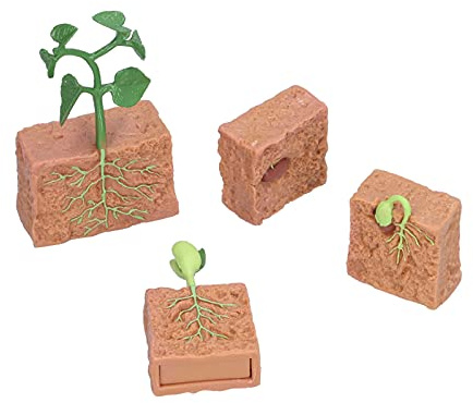 BTOSEP Juguete de ciclo de crecimiento de plantas, modelo educativo para la etapa de crecimiento de frijoles, para aprender el ciclo de vida de las plantas, a partir de 4 años, 4 piezas