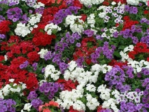 25 Semillas Phlox Phlox 21 del siglo Mix Phlox drummondii muy llamativo!