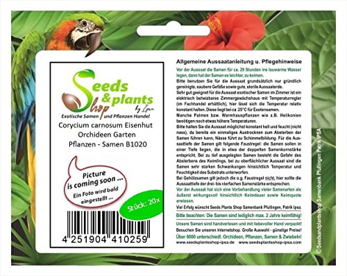 Stk - 20x Corycium carnosum Eisenhut Orchideen Garten Pflanzen - Samen B1020 - Seeds & Plants Shop by Ipsa