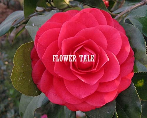 Rosso: 25Pcs Semi di fiori Varity Semi di camelie Semi di alberi di camelia multicolore Sementes De Flores Semi di piante