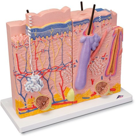 3B Scientific® Hautmodell – 3-teiliges vergrößertes menschliches Haut-Querschnittsmodell mit Darstellung von Epidermis, Dermis & Subkutangewebe + Smart Anatomy App (5 Jahre Garantie)