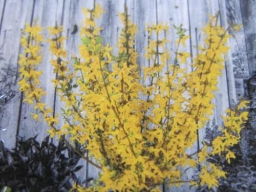 Zwerg-Forsythie Nimbus - Forsythia intermedia - 30-40
