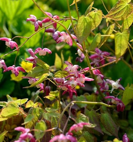 Elfenblume Galadriel - Epimedium rubrum - lebende Gartenpflanze aus den Baumschulen