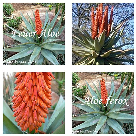 Aloe ferox - Feueraloe - Sukkulenten Samen (20)
