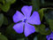 Kleinblättriges Immergrün, Vinca minor, Bodendecker, blüht lilablau, 10 Pflanzen, 0,5 Liter Topf, 5-7 triebig, ca. 10 - 20 cm lang floranza