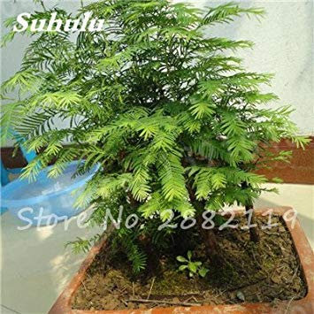 Sequoia Rossa Semi Piante Sequoia Sempervirens Bonsai Albero in Vaso per la Casa e Giardino Fresche di Air Giardino Domestico di DIY 14 Confezione da 30