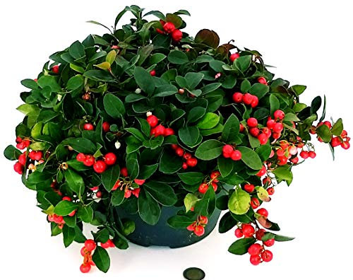 POWERS TO FLOWERS - GAULTHERIA ROSSA XXL, pianta vera