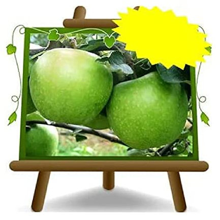 Apfelbaum Äpfel Früchte - Granny Smith - Obstpflanzen antik auf Blumentopf einer Vase von 20 - Baum max 170 cm – 2Jahre Anbau Italien