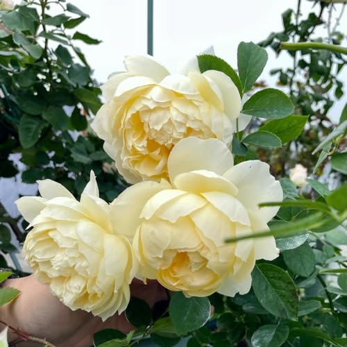 30 Pcs Rosenbaum Samen - Blumenwiese Herbstaussaat Mehrjährig, Bio Saatgut, Rosa Chinensis, Blumensamen Mischung, Pflanzen Geschenk, Kletterpflanzen Blumen Deko Wohnzimmer, Luftreinigende