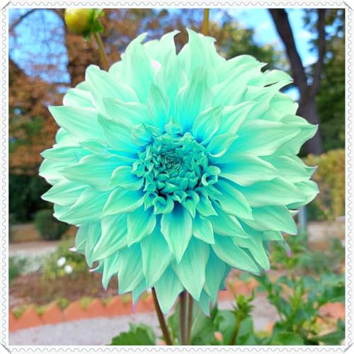 Große, mehrfarbige Dahlien, winterharte Blumenzwiebeln, hochwertige Sorte, wunderschöne Blumen für den Garten, drinnen, mehrjährig-8 zwiebeln-G